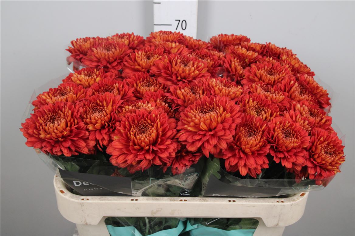 Chr G Tusca 85gram 70cm