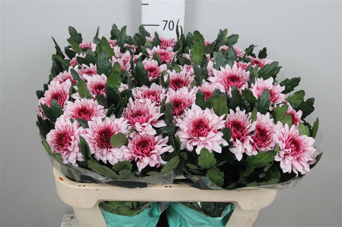 Chr G Pip Pretty 95 Gram 85gram 70cm