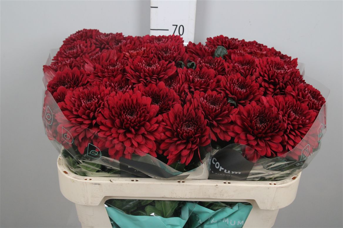 Chr G Lamira Red 80gram 70cm