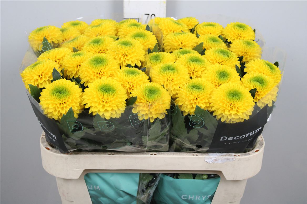 Chr G Brasiliana 75gram 70cm