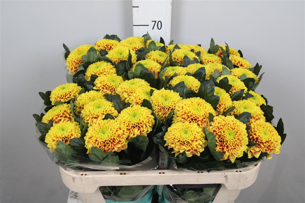Chr G Tropicana 80gram 70cm
