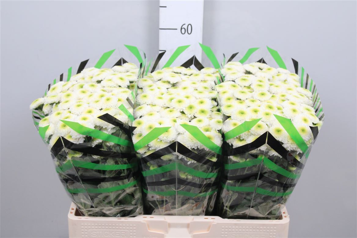 Chr S Maverick White 125gram 55cm