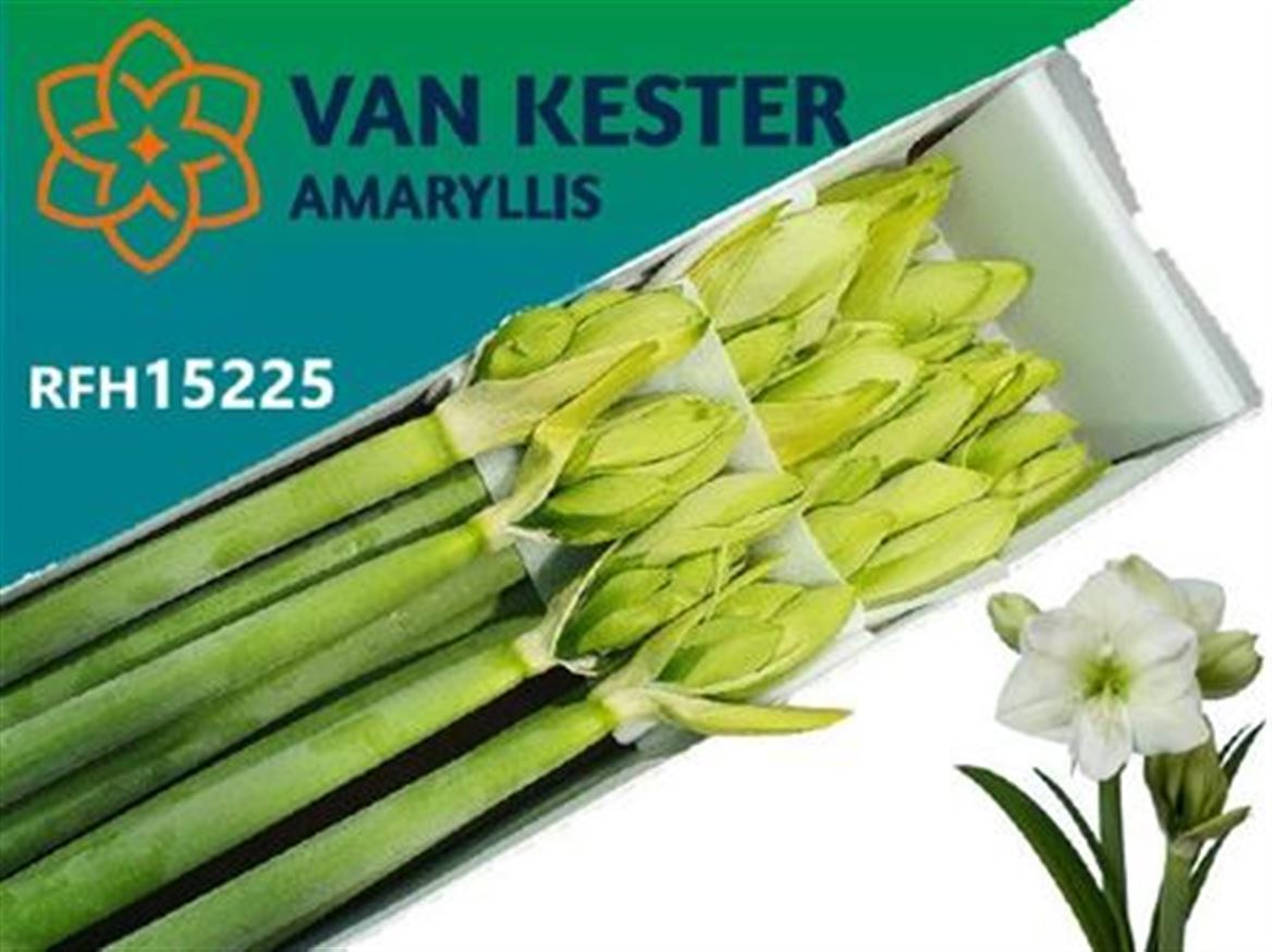 Hipp Ga Wh Sensation 4fl 75cm
