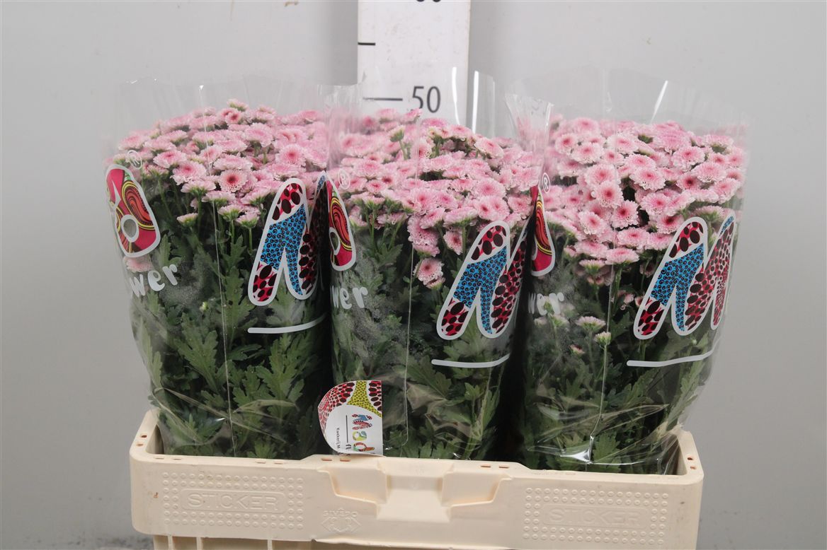 Chr S Mad Tyolo Bico 100gram 55cm
