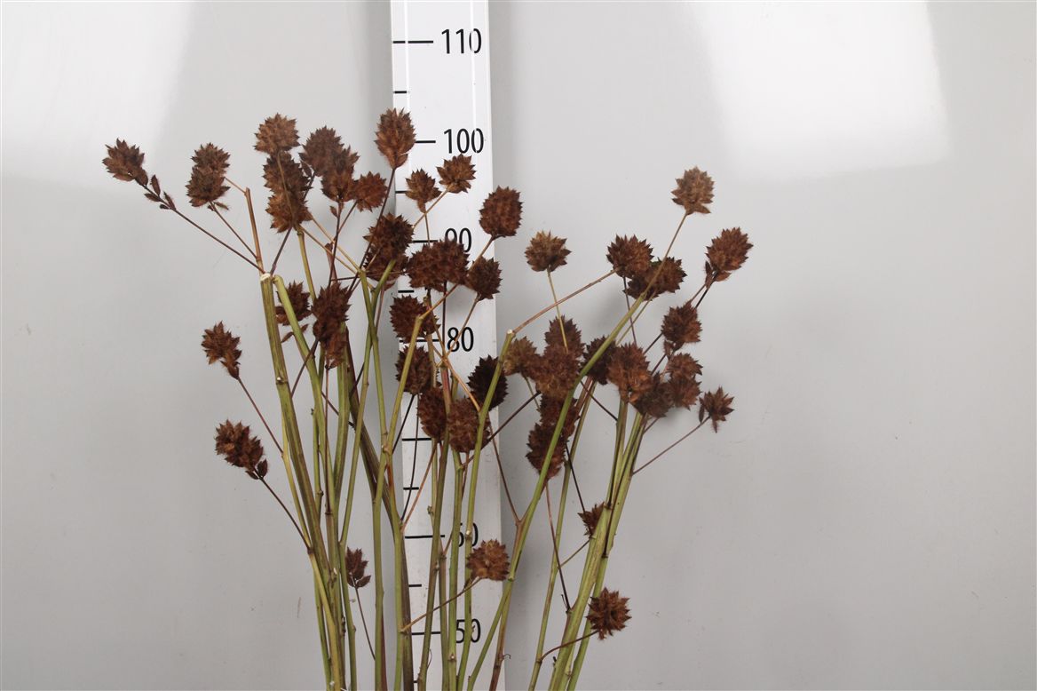 Glycyrrh Yunnanen Zd 175C 80cm