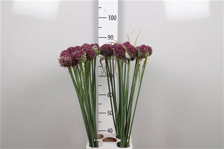 Allium Pink Lady