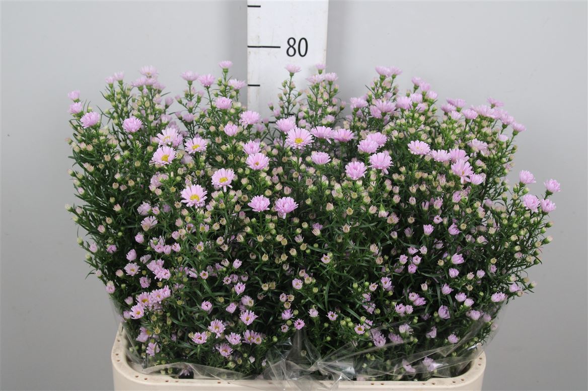 Aster Claudia 80cm 40gram