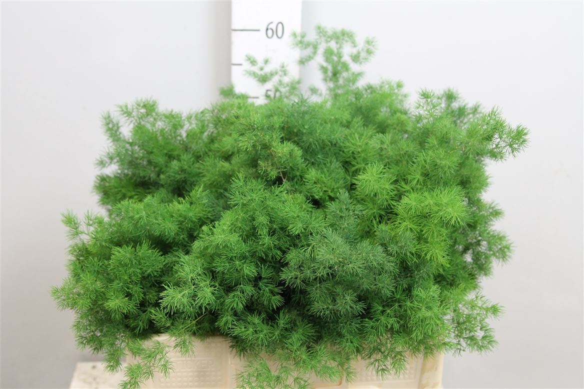 Asp Umbellatus 55cm