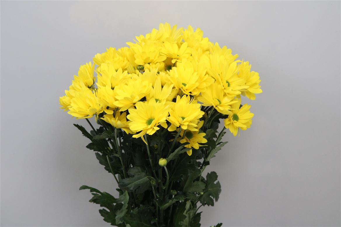 Chr T Celebrate 85gram 70cm