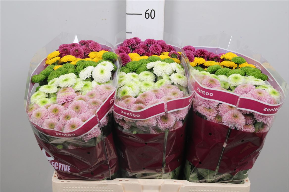 Chr S Pompon Gem Bs 55cm