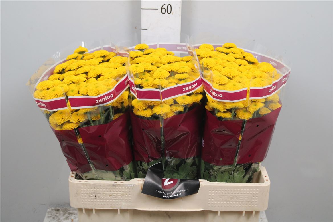 Chr San Aurinko 55cm
