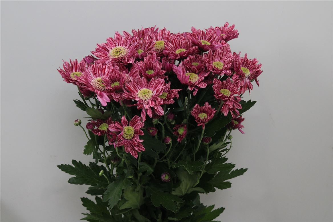 Chr T Serenity 80gram 70cm