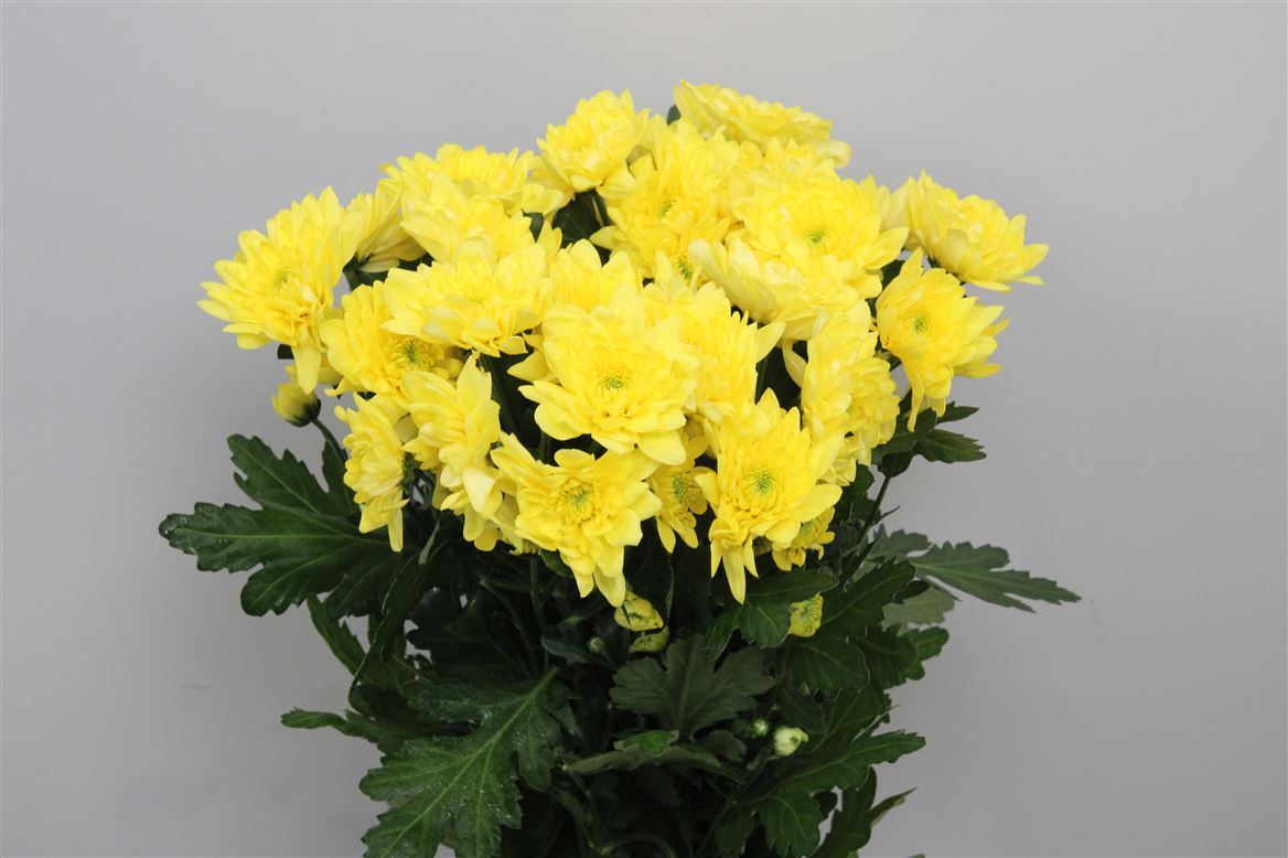 Chrys Spray Pina Colada Yellow 105gram