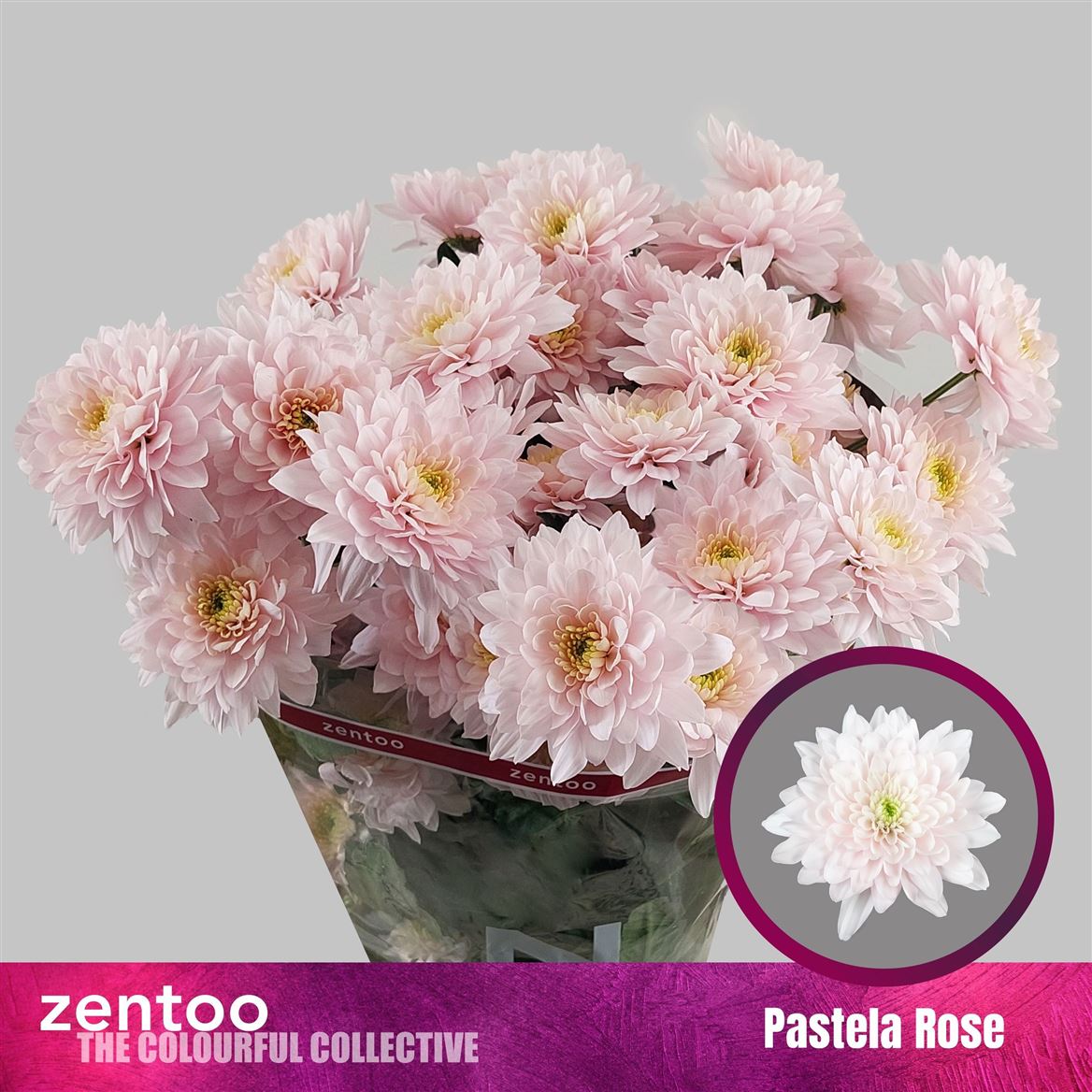Chr T Pastela Rose 80gram 70cm