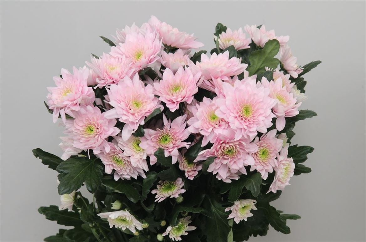 Chr T Pastela Pink 80gram