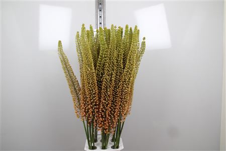 Eremurus Emmy Ro
