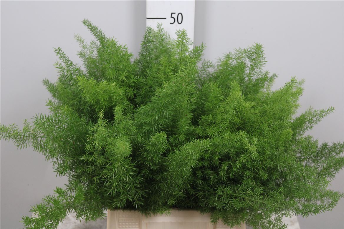 Asp Dens Meyers 50cm