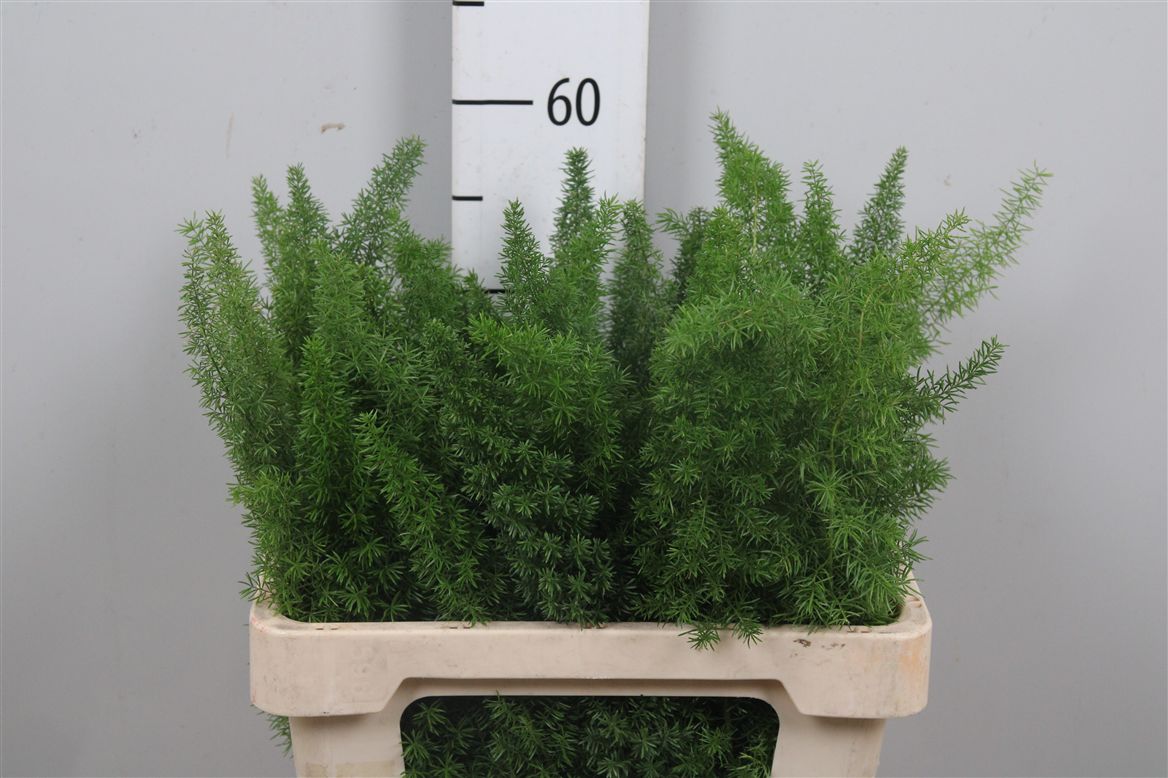 Asp Dens Meyers 60cm