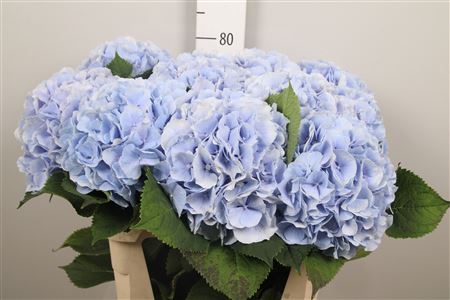 Hydr M Verena Bl