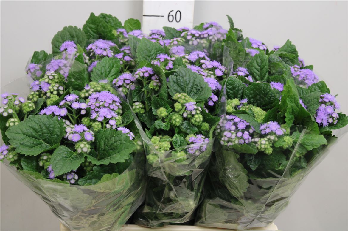 Ageratum Blue Planet 60cm