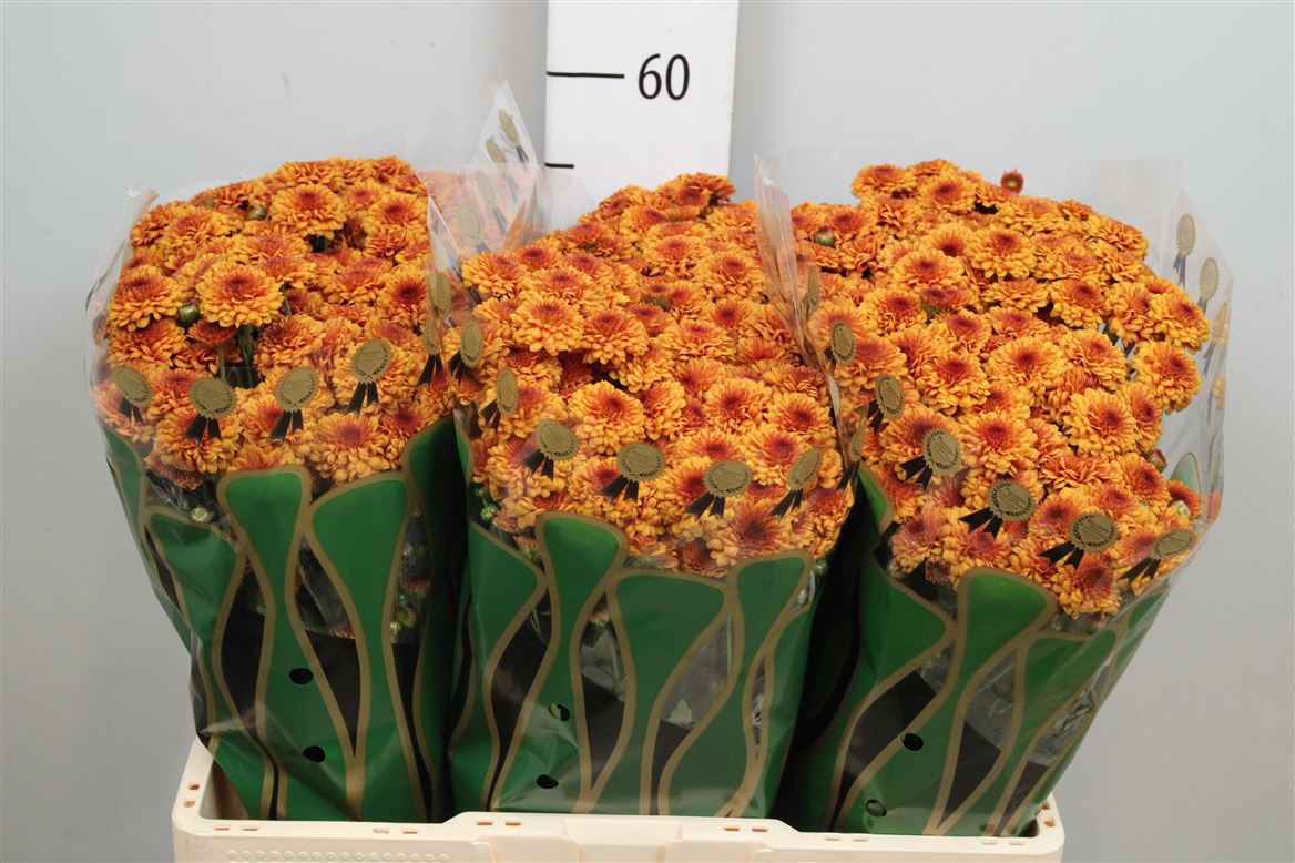 Chrysanthemum Santini Edvaldo