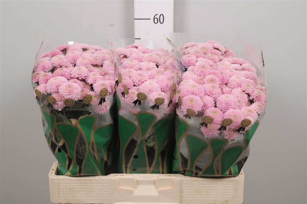 Chr San Ellison Sweet Ros 55cm