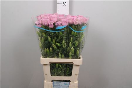 Camp M Cam Pear Pink