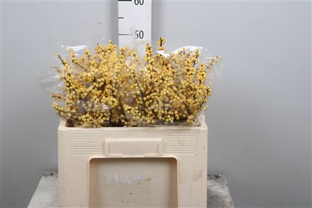 Ilex Ve Citronella