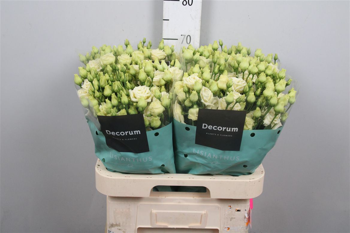 Eust G Rosita Yellow 70cm