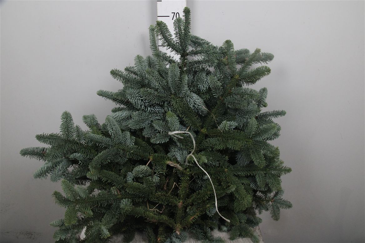 Abies Nobilis Blue Per Pack 70cm