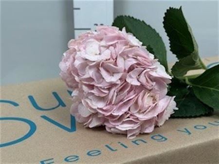 Hydr Premium Light Pink
