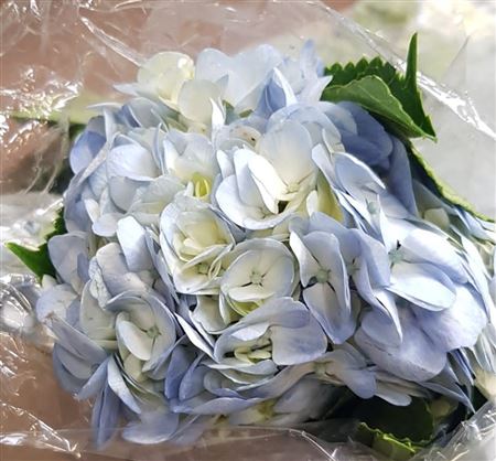 Hydr Premium Light Blue