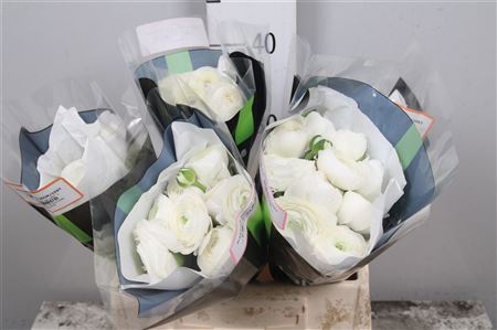 Ran Elegance White