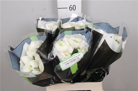 Ran Elegance White