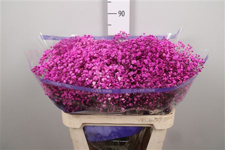 Gyps Overtime Hot Pink
