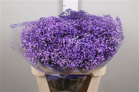 Gyps Overtime Lavender