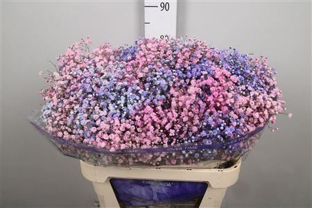 Gyps Rb Light Pink Light Purple