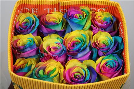 R Gr Rainbow Ec