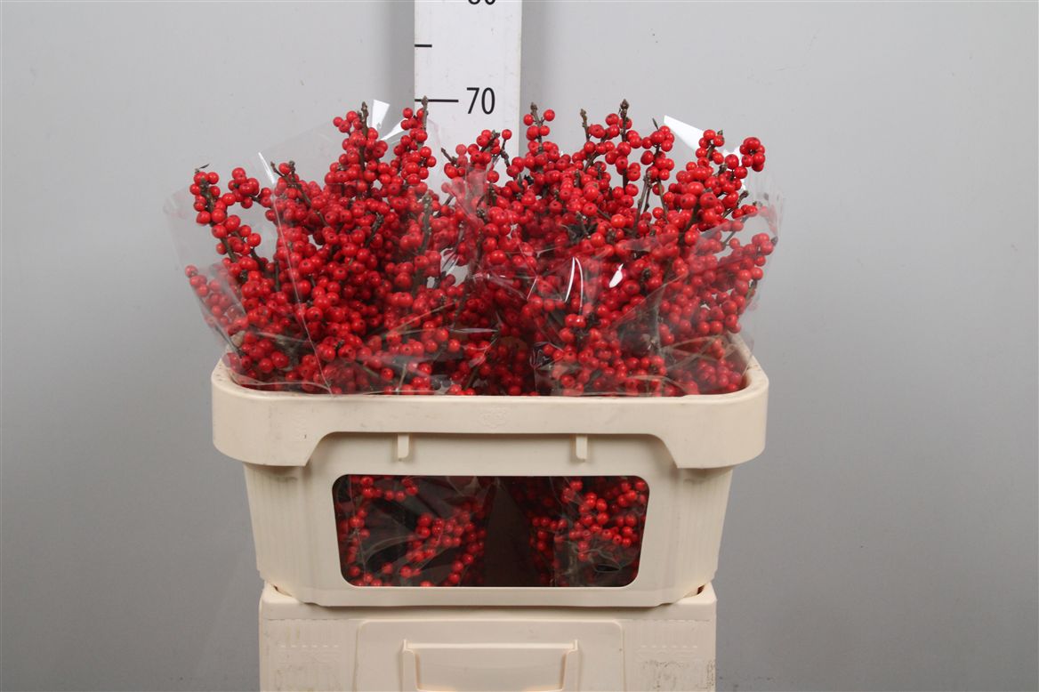 Ilex Verticlilata 70cm