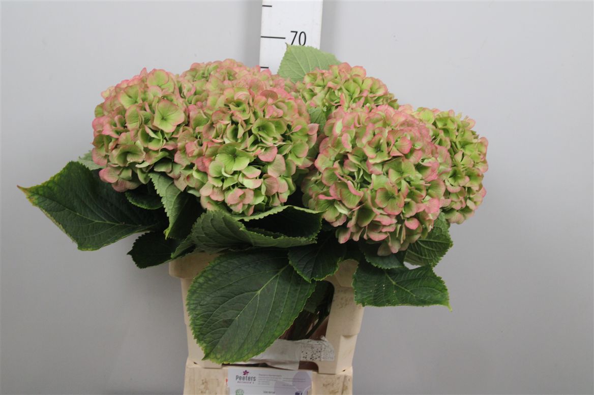 Hydrangea Verena Classic Pink 60cm 19Ø