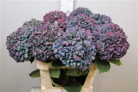 Hydr M Pimpernel Cl