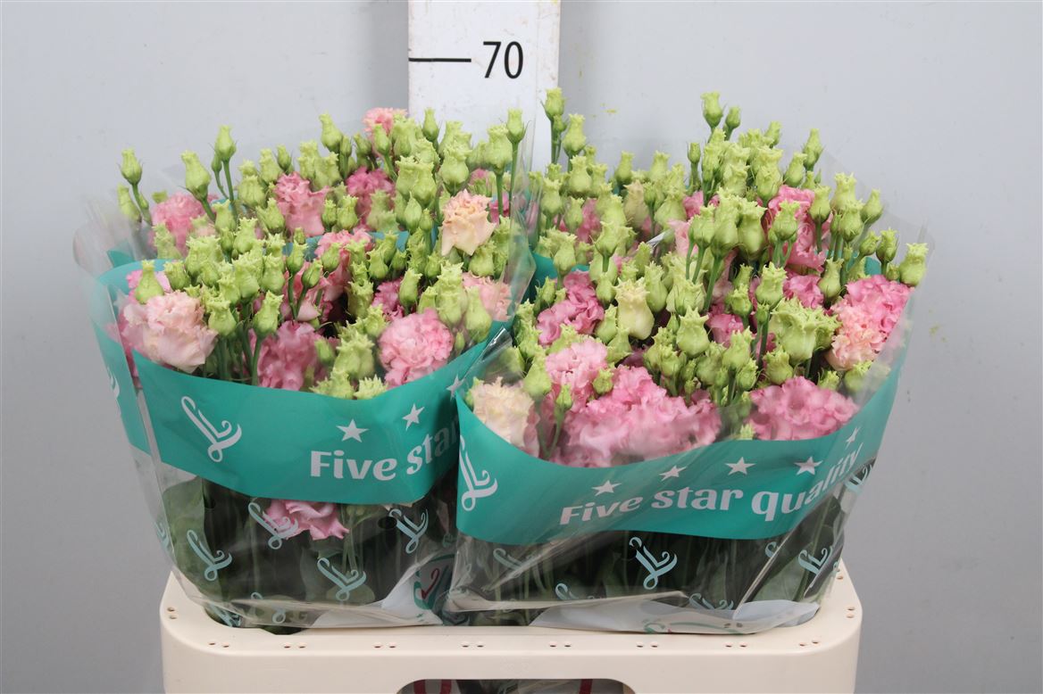 Eust G Alissa Pink 70cm