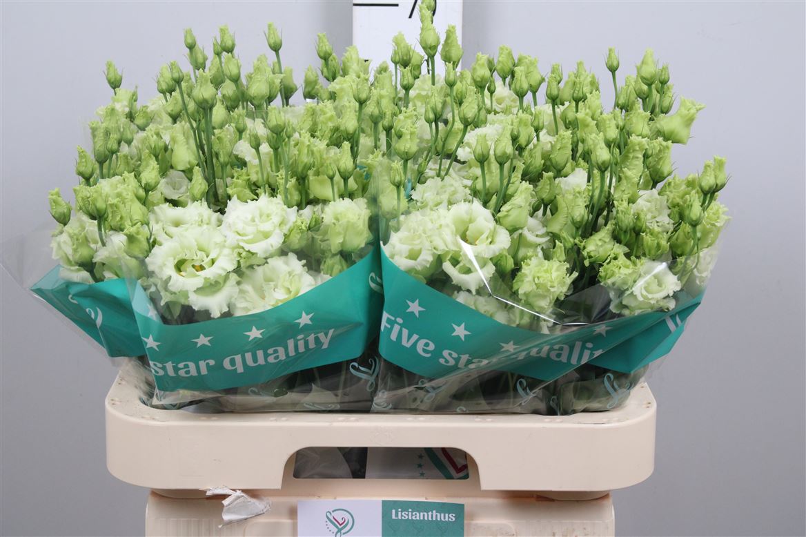 Eus G Alissa Green 70cm