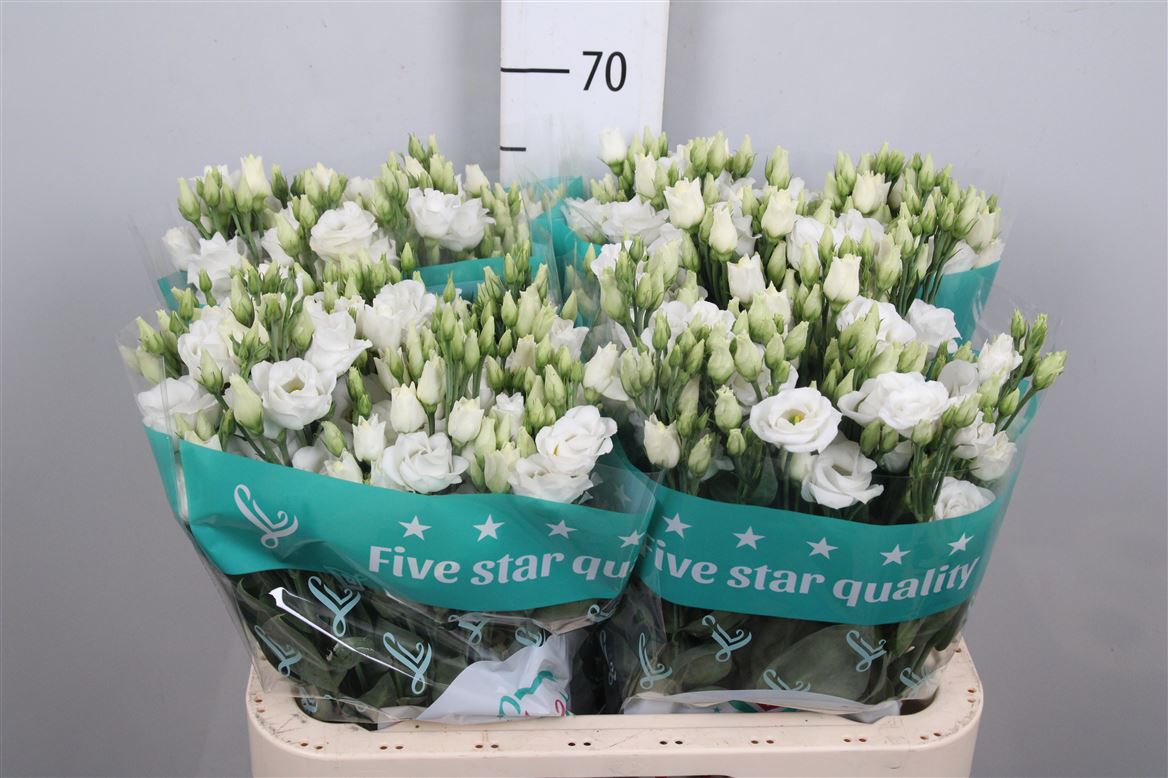 Eust G Rosita White 70cm