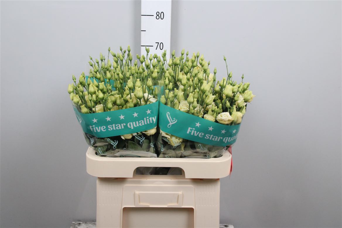 Eust G Rosita Yellow 70cm
