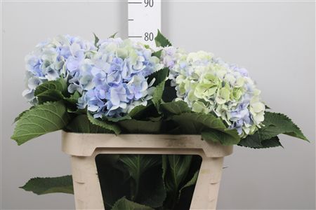 Hydr M Verena Bl Cl
