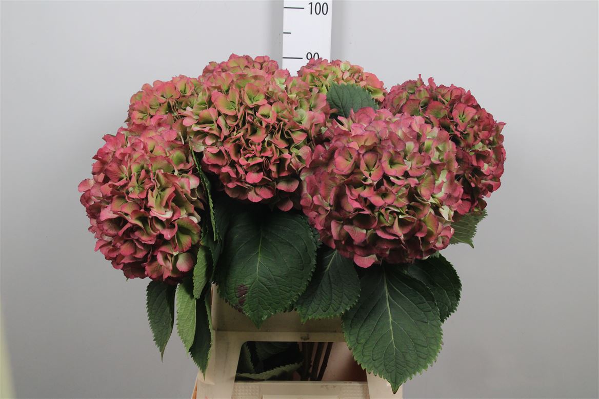 Hydrangea Elbtal Classic Pink 90cm 24Ø