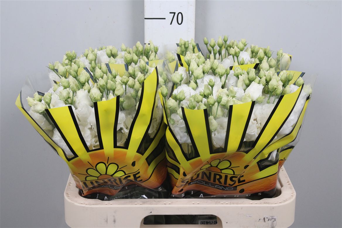 Eus G Alissa Pur White 70cm