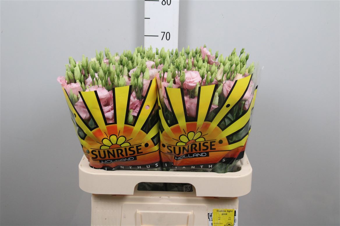 Lisianthus Double Lisanne Light Pink 70cm