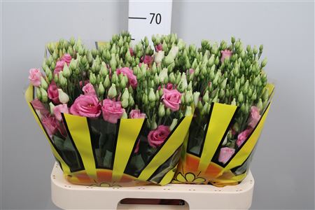 Eus G Rosi Rose Pink